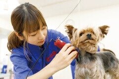 犬のしつけ実習